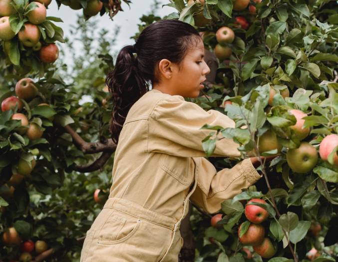 Everyday Fresh Fruites